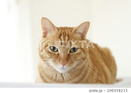 猫ちゃん親子の日常風景 猫ちゃん親子の日常風景 100358215