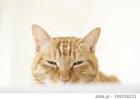 猫ちゃん親子の日常風景 100358221