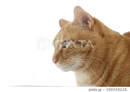 猫ちゃん親子の日常風景 100358228