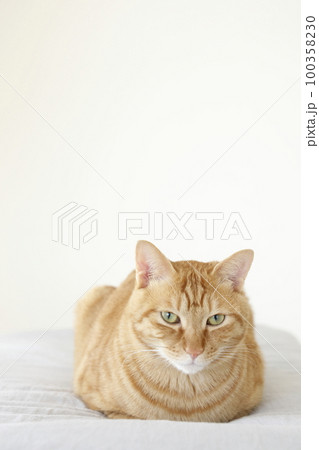猫ちゃん親子の日常風景 100358230