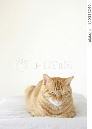 猫ちゃん親子の日常風景 100358240