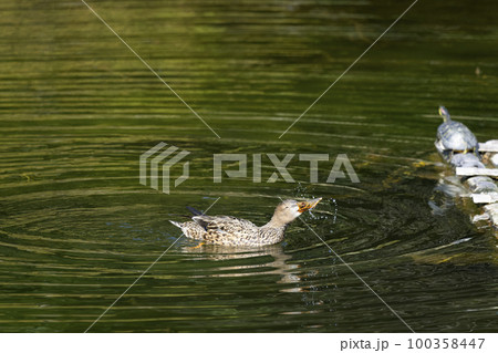 ハシビロガモ ハシビロガモ 100358447