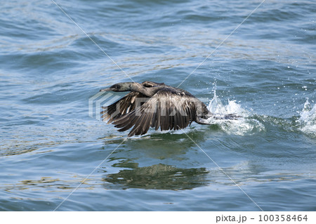 ヒメウ ヒメウ 100358464