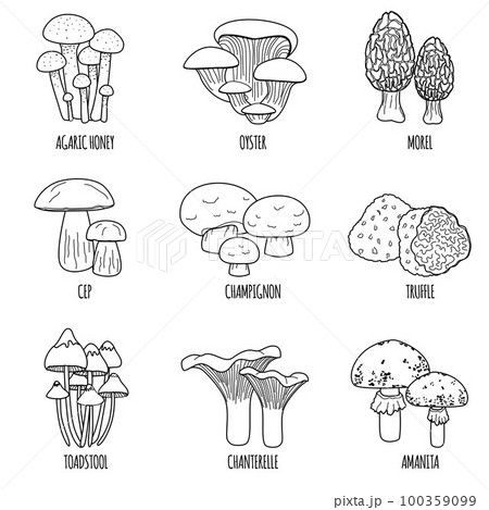Flat Mushrooms Outline Set Flat Mushrooms Outline Set 100359099