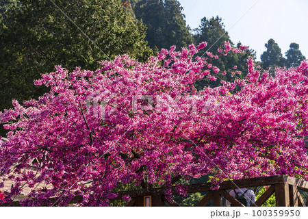 Colorful Taiwan cherry blossoms bloom next to the train station in Alishan Forest Recreation Area in Chiayi, Taiwan. Colorful Taiwan cherry blossoms bloom next to the train station in Alishan Forest Recreation Area in Chiayi, Taiwan. 100359950