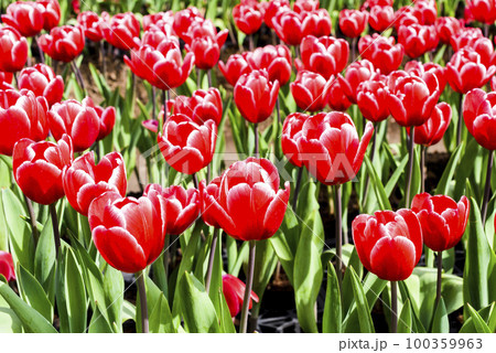 View of beautiful tulips growing in the garden. 100359963