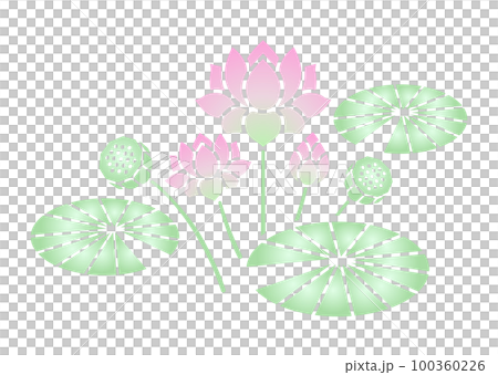 蓮の花 カラー 100360226