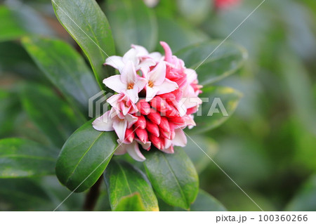 春の花 ジンチョウゲ 春の花 ジンチョウゲ 100360266