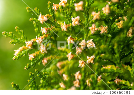 コノテガシワの花 100360591