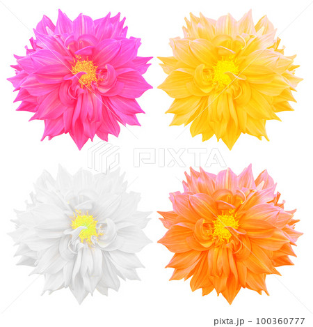 Beautiful dahlia flower isolated on white background 100360777