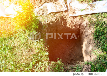 thuja tree, planting a coniferous tree in the backyard thuja tree, planting a coniferous tree in the backyard 100360958