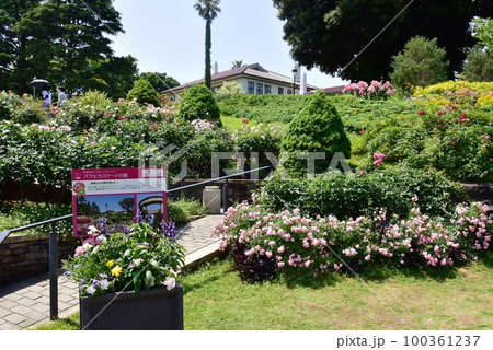 横浜市　港の見える丘公園のローズガーデン（バラとカスケードの庭）と散策路 100361237
