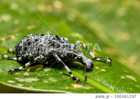 Fungus weevil, Tophoderes annulatus, Ranomafana National Park, Madagascar wildlife 100361297