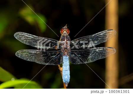 Azure Skimmer Dragonfly male, Orthetrum azureum, Analamazaotra National Park, Madagascar wildlife 100361301