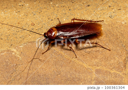 Brown cockroach (Periplaneta brunnea), Isalo National Park, Madagascar wildlife 100361304
