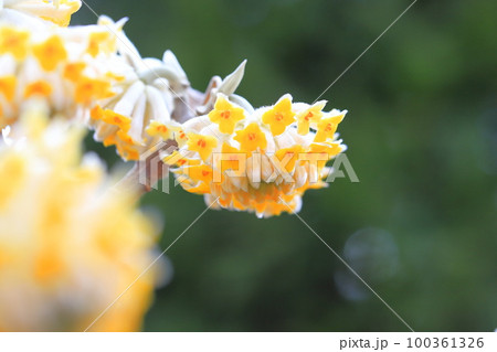 満開の三椏(三叉 / ミツマタ)の花 満開の三椏(三叉 / ミツマタ)の花 100361326