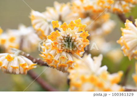 満開の三椏(三叉 / ミツマタ)の花 満開の三椏(三叉 / ミツマタ)の花 100361329