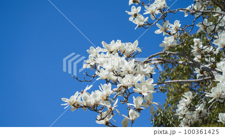 ハクモクレンの花 ハクモクレンの花 100361425