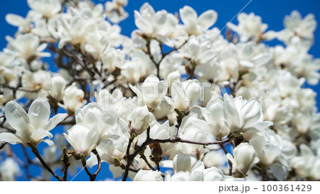 ハクモクレンの花 ハクモクレンの花 100361429