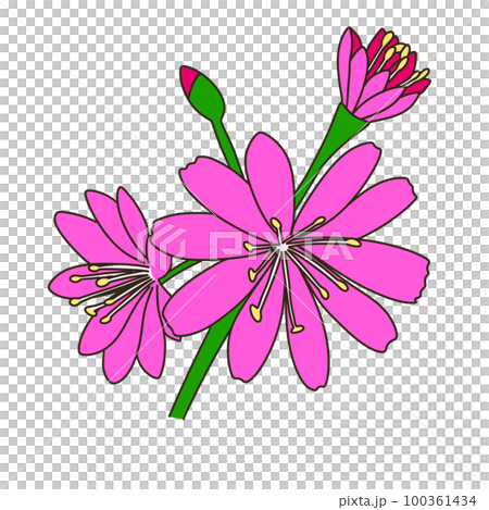 Leucia Leucia 100361434