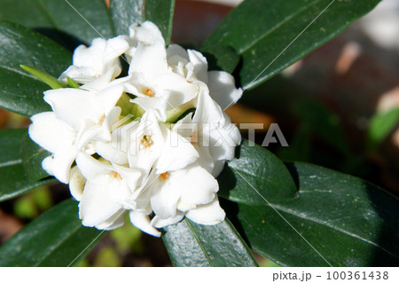 白い沈丁花 白い沈丁花 100361438