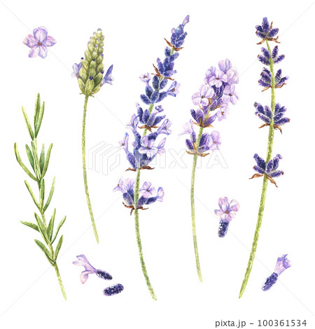 Watercolor botanical illustration. Set of lavender flowers. Isolated on a white background. Purple bouquet of field herbs. For packaging design of cosmetics, perfumes, incense, candles, aroma sachets 100361534