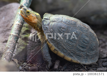 Chinese box turtle, Cuora flavomarginata 100361571