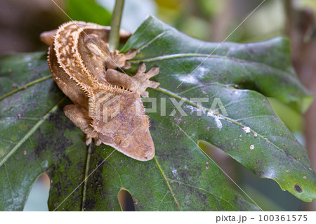 Eyelash gecko, Correlophus ciliatus Eyelash gecko, Correlophus ciliatus 100361575