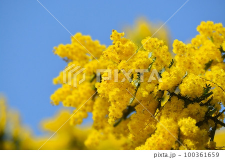 満開のミモザの花 100361659