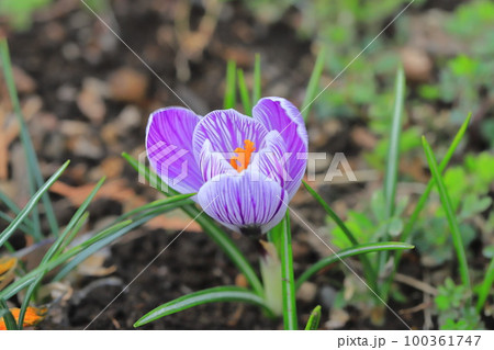 可憐なクロッカス（花サフラン） 100361747