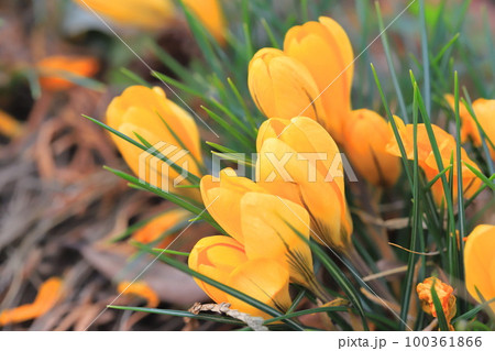 可憐なクロッカス(花サフラン) 可憐なクロッカス(花サフラン) 100361866