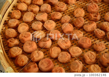 天日干し中の梅干作り 天日干し中の梅干作り 100362146