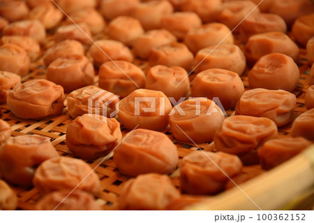 天日干し中の梅干作り 100362152