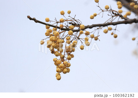 たくさん実った栴檀（センダン）の実　 100362192