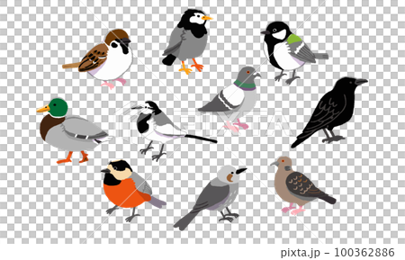 Familiar wild bird illustration set (handwritten color) 100362886