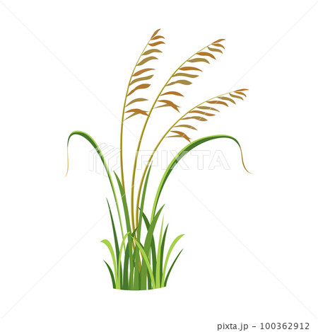Bush of wild grass with reeds. Element of marsh vegetation. River grass. Weed vector illustration Bush of wild grass with reeds. Element of marsh vegetation. River grass. Weed vector illustration 100362912
