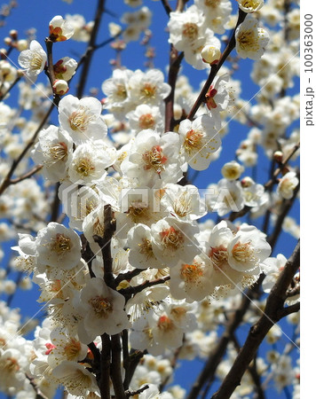 梅の花 白加賀 一重咲きの白い花 梅の花 白加賀 一重咲きの白い花 100363000