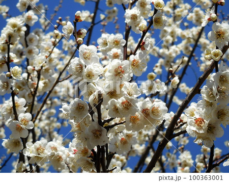 梅の花 白加賀 一重咲きの白い花 梅の花 白加賀 一重咲きの白い花 100363001