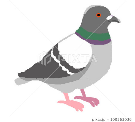 ハト・ドバト（手書きカラー） 100363036