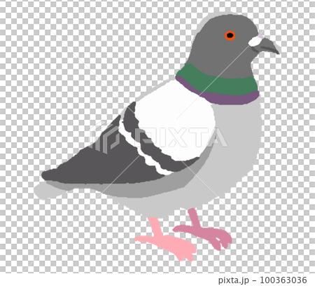 ハト・ドバト（手書きカラー） 100363036