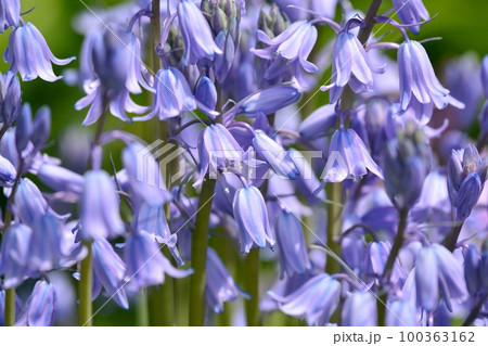 釣鐘水仙（シラー・カンパニュラータ） 100363162