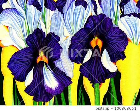 花菖蒲・紫花・AIイラスト 花菖蒲・紫花・AIイラスト 100363651
