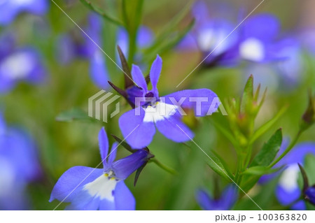 ロベリアの花 100363820