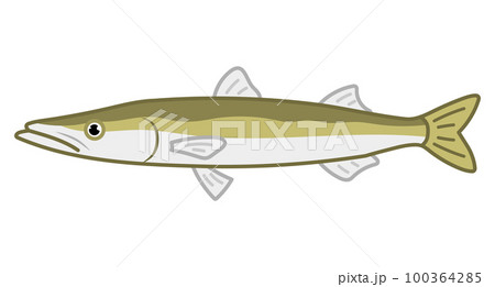 カマス 100364285