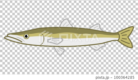 カマス 100364285