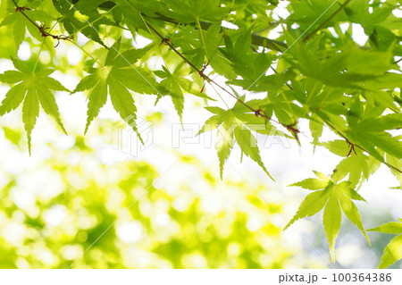 爽やかな緑色のもみじ 100364386