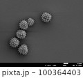 デイジーの花粉　電子顕微鏡写真 100364403