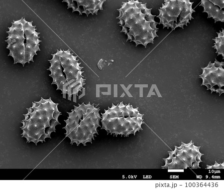 カイザイクの花粉　電子顕微鏡写真 100364436