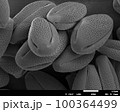 シャクヤクの花粉　電子顕微鏡写真 100364499
