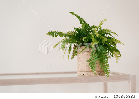 Indoor plant fern in a clay pot on a shelf with copy space 100365833
